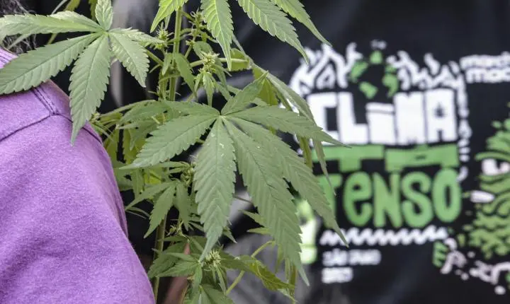 Flagrante por drogas gera mais prisão preventiva do que outros crimes